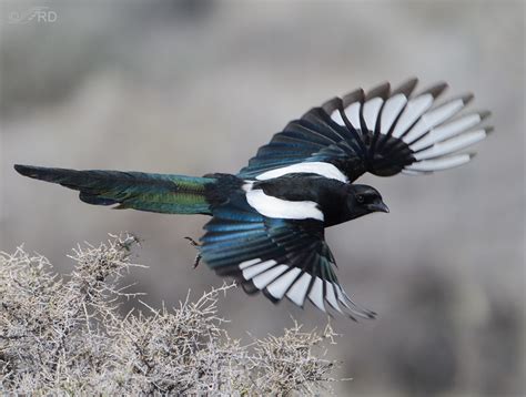 Just A Shot That I Like 16 Black Billed Magpie In Flight