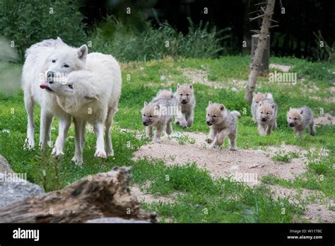 Arctic Wolf Pups And Mom