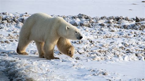 Philippe Jeanty Canada Polar Bear Walking By