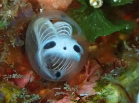 These Skeleton Panda Sea Squirts May Just Be The Coolest Thing On The