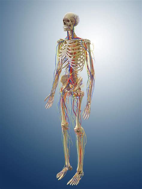 Human Anatomy Photograph By Springer Medizinscience Photo Library
