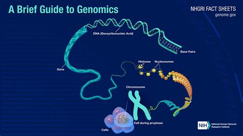 A Brief Guide To Genomics