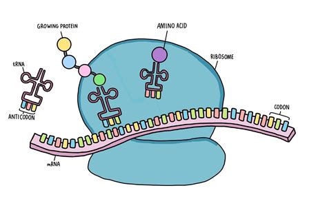 Dna Replication Transcription And Translation A Level — The Science Sauce
