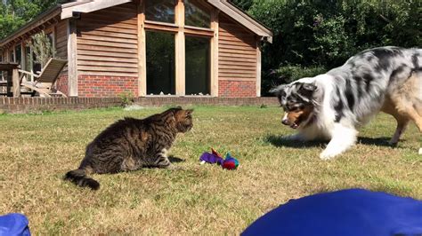 Belgian tervurens are versatile dogs and are used less in guard work, but more in herding, than are their belgian shepherd counterparts. Australian Shepherd VS Cat - YouTube