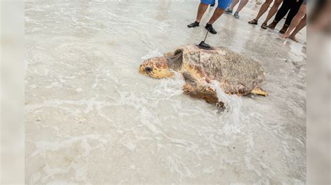 Watch Mote Marine Releases Satellite Tagged Sea Turtle On Lido Beach