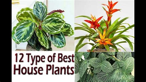 12 Best House Plants With Name Grow And Enhance Your House Beauty Youtube