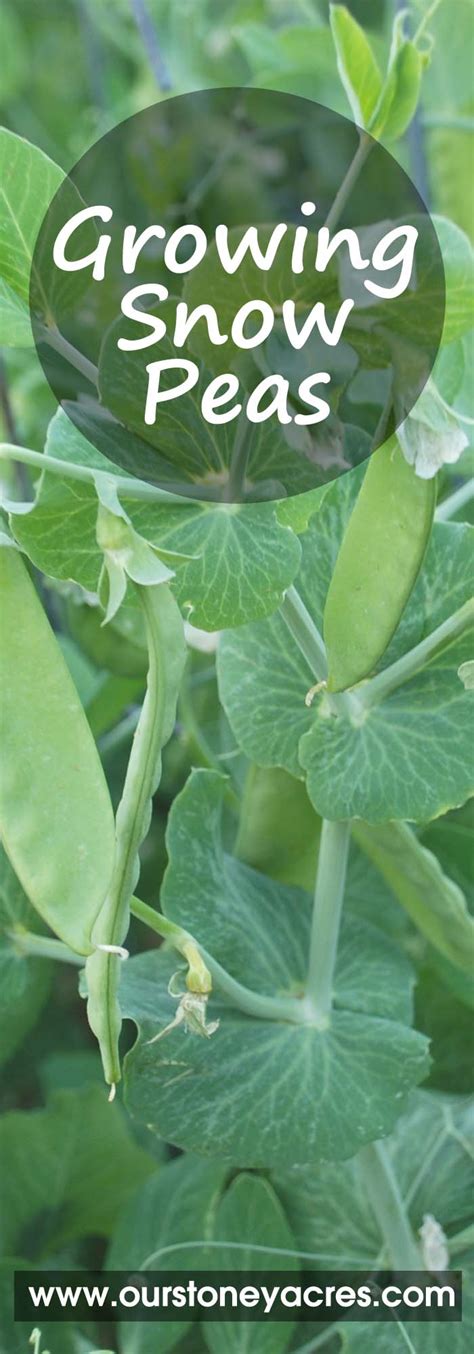 Growing Snow Peas In Your Backyard Garden Stoney Acres