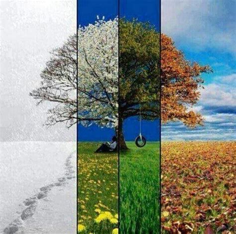 4 Seasons Arte De árboles 4 Estaciones Del Año Las 4 Estaciones