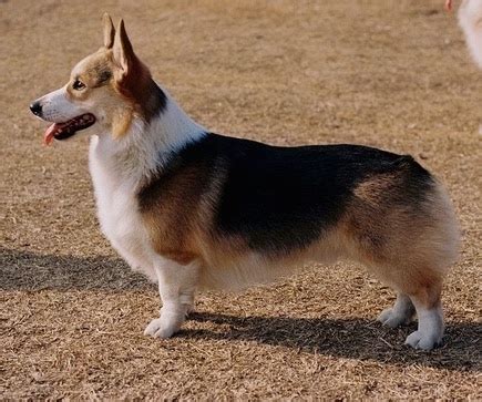 1044880969 itt a videóletöltés ideje! Pembroke Welsh Corgi - Global Dog Breeds