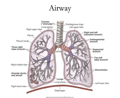 Lungs Lungs Diagram Respiratory System Lung Anatomy Respiratory The