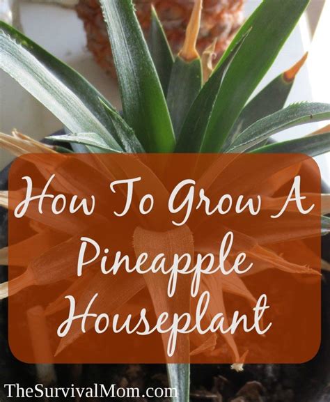 How To Grow A Houseplant From The Top Of A Pineapple Survival Mom