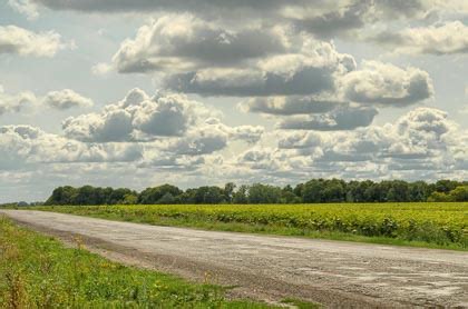 Road At The Sunflower Field Backplates HDRI Haven