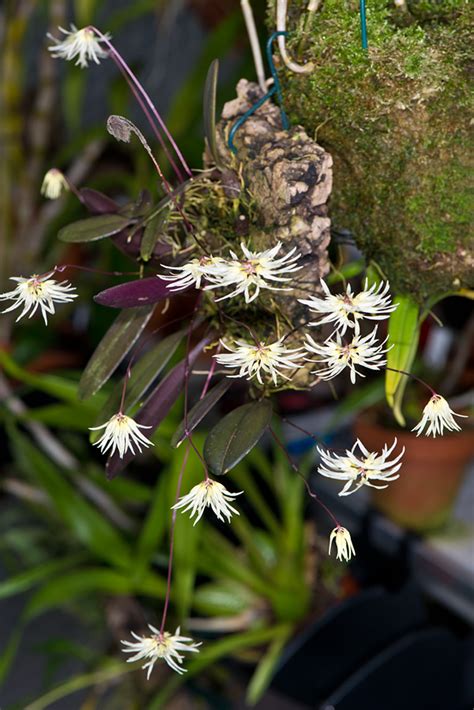 bulbophyllum purpurascens