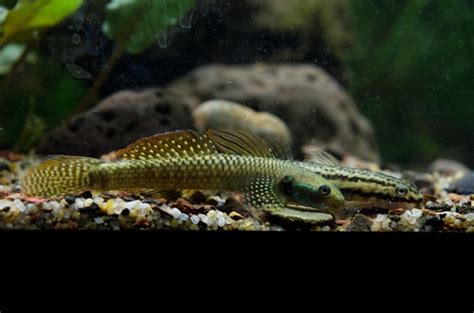 Stiphodon Gobies Tropical Fish Keeping Aquarium Fish Care And