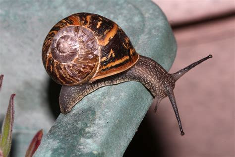 Coffee grounds and mashed rhubarb are also useful to deter them. Garden Snail | NatureSpot