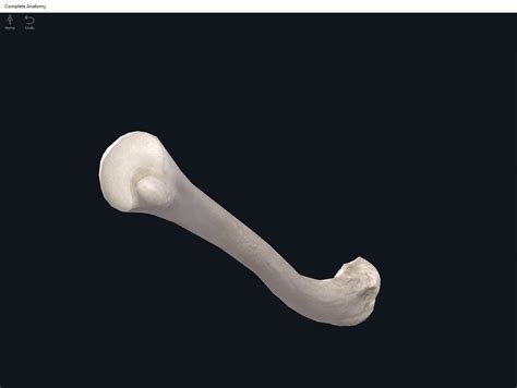 Bones: Ulna. – Anatomy & Physiology