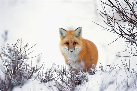 Red Fox Vulpes Vulpes In The Snow Along Photograph By Robert Postma