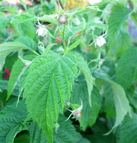 Maybe you would like to learn more about one of these? Garden Bloggers' Bloom Day - June 2013