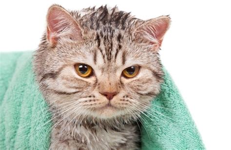 8 Cat Breeds That Love Water Bechewy