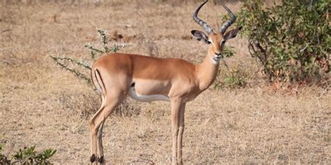 These are coloured black, ridged and can grow to be 90cm (35.5in) long. Impala: A Wildlife Guide To The African Impala ️