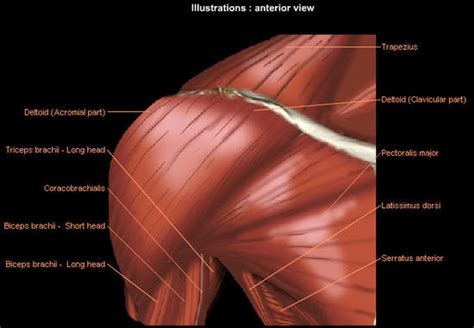 The shoulder is a remarkable joint with one of the highest degrees of motion of any joint in the the tendons of these four muscles blend to form a broad tendon called the rotator cuff tendons. Shoulder: MRI, radiographical, and illustrated anatomical ...
