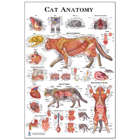 Cat Skeletal Anatomy Poster Wall Chart 18 X 24 Ph