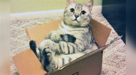 We Finally Know Why Cats Love To Sit In Square Like Boxes Science News