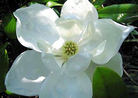Other large cities are biloxi, greenville, gulfport, hattiesburg, meridian, pascagoula, southaven, tupelo, starkville, and vicksburg. Mississippi State Flower- Southern Magnolia Pictures