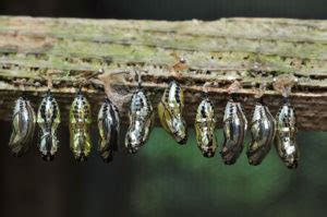 Why consider bug free services, you ask? Do Bugs Get Cold? - Vulcan Termite & Pest Control