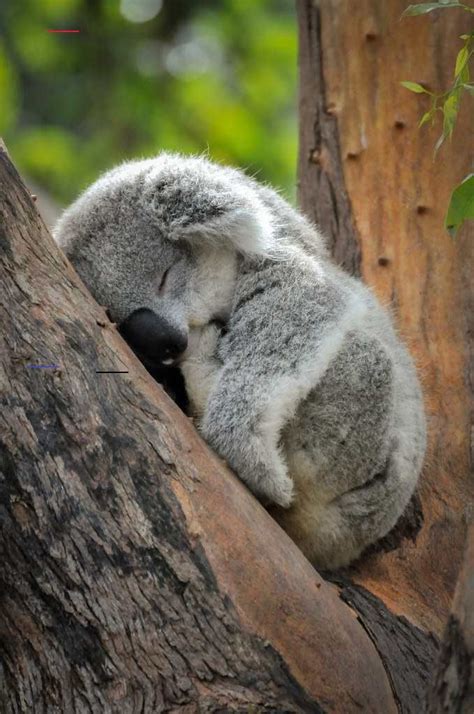 Baby Koala Wildanimals Schlafende Tiere Koala Baby Süße Tiere