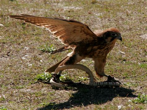 Ford Brown Falcon Falco Berigora Wa Birds Of Prey