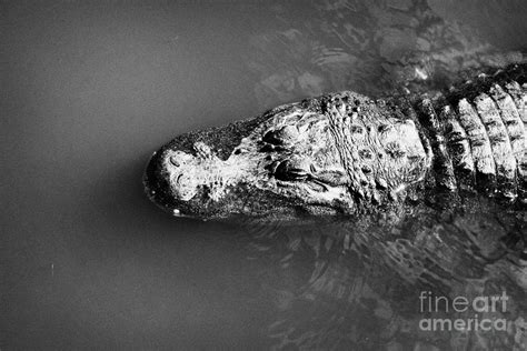 Head Of Large American Alligator Swimming Floating Near Water Surface