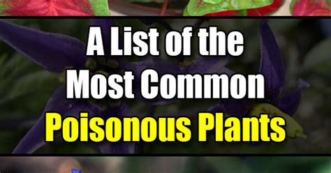A List Of The Most Common Poisonous Plants Easy Balcony Gardening
