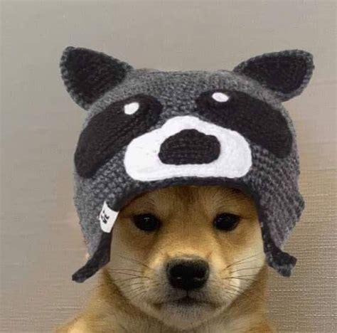 Pin By Clapped On Doge With Hat Dog Icon Dog Images Dog Pictures