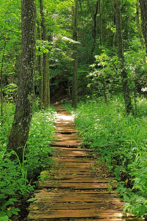 Away Forest Path Nature Trees Landscape Trail Forest Path Green