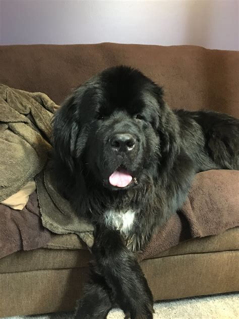Not sure where to start? Pets for Adoption at Minnesota Newf Rescue (NCA), in North ...