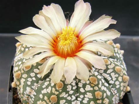 See more of north texas cactus and succulent society on facebook. Astrophytum asterias 'Super Kabuto' (Silver Dollar Cactus ...