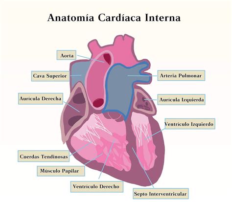 Cavidades Del Corazon En 2020 Anatomia Cardiaca Anatomia Cuerpo Humano