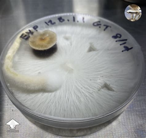 I Have 4 Agar Plates Growing Mushrooms Is This A Good Thing