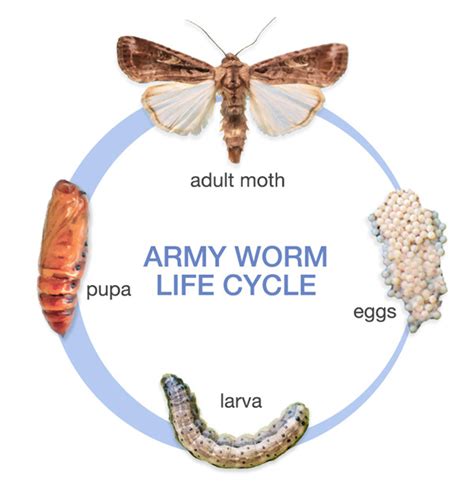 Armyworm Identification Guide