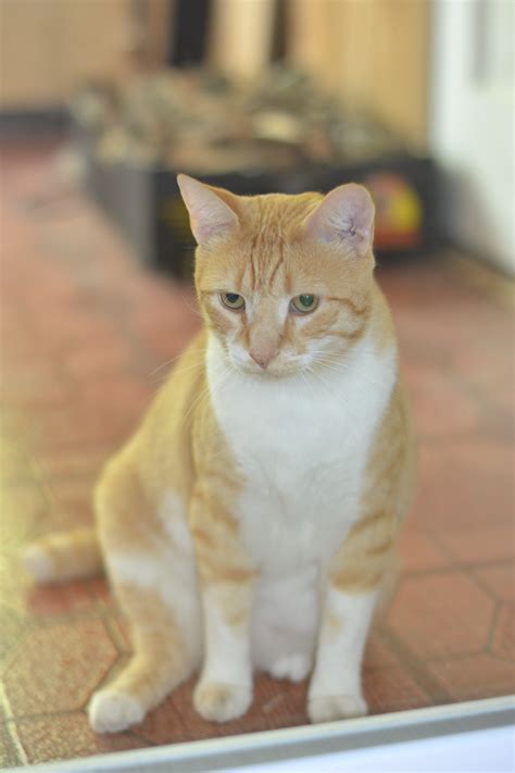 Found Male Cat Orange Tabby With White Shorthair London Lost Pets