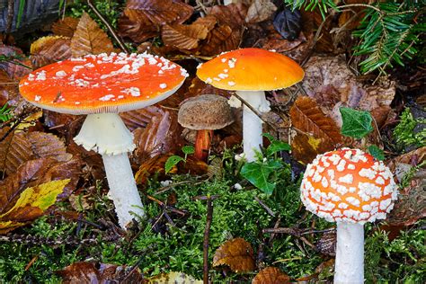 Die kleine Pilz- Familie Foto & Bild | natur, nahaufnahme, stillleben ...