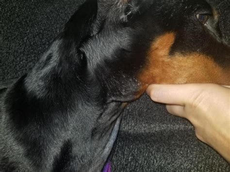 5 M O Puppy Has Mysterious Bumpy Skin Doberman Forum Doberman Breed
