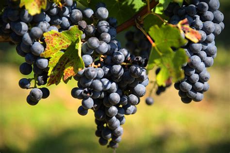 5 Things You Need To Know About Cabernet Sauvignon The Washington Post
