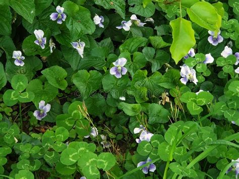 Viola Sororia Common Blue Violet Flower Closeup Stock Image Image Of