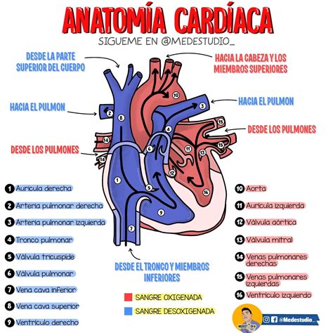 Corazon Anatomia Medica Anatomia Cardiaca Fundamentos De Enfermeria Images