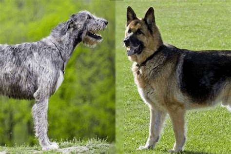 Irish Wolfhound German Shepherd Mix Info Pictures Traits And Facts