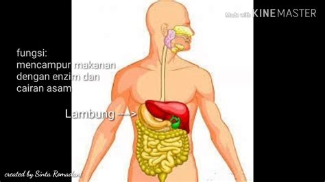 Sistem Pencernaan Manusia Dan Fungsinya Berbagi Informasi