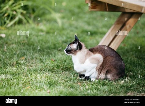 Black Oriental Siamese Cat Hi Res Stock Photography And Images Alamy