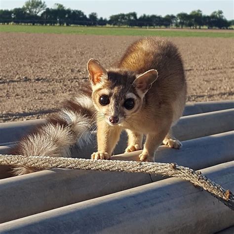 People Are Loving These Adorable Ringtail Cats That Are